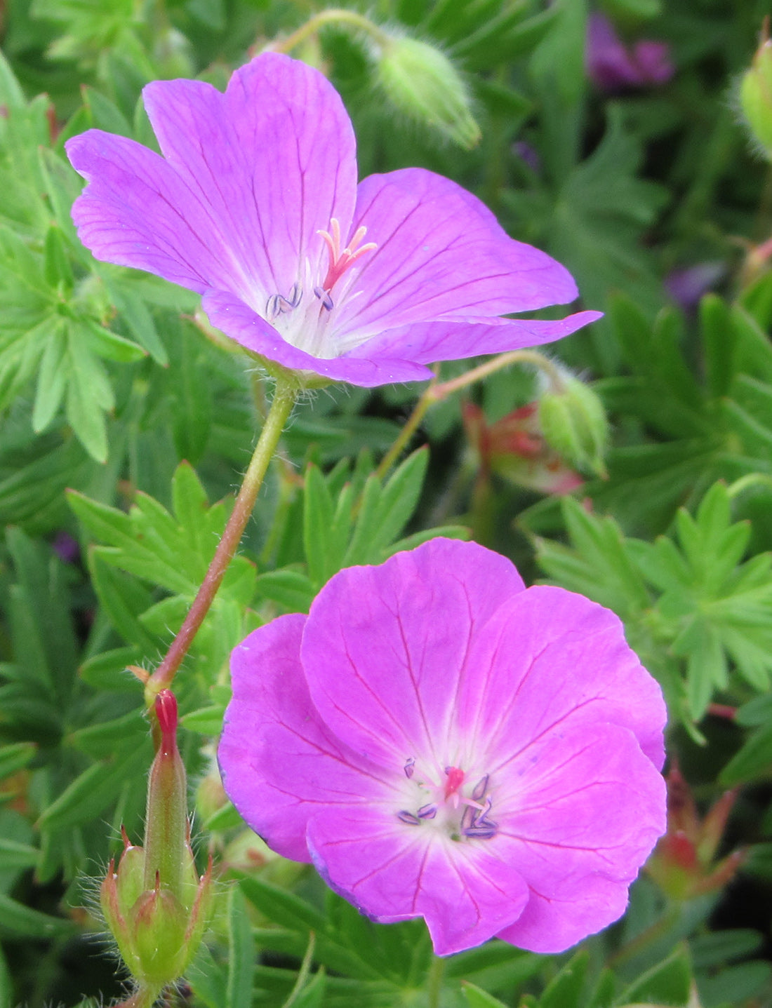 New Hampshire Purple Geranium - 3 root divisions