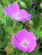 New Hampshire Purple Geranium - 3 root divisions