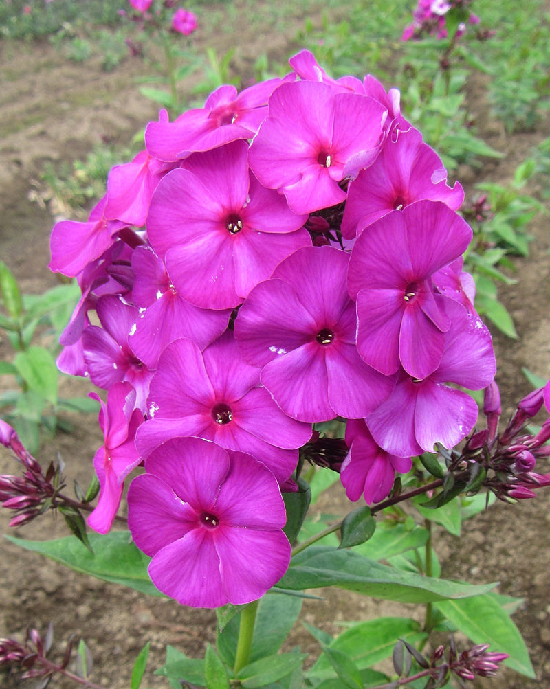 Nicky Tall Summer Phlox - 3 root divisions