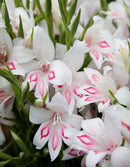 Nymph Hardy Gladiolus - 5 bulbs