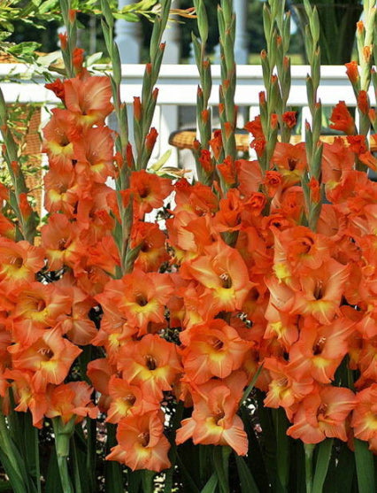 Olympic Flame Gladiolus - 5 bulbs