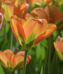 Orange Marmelade Viridiflora Tulip - 10 bulbs
