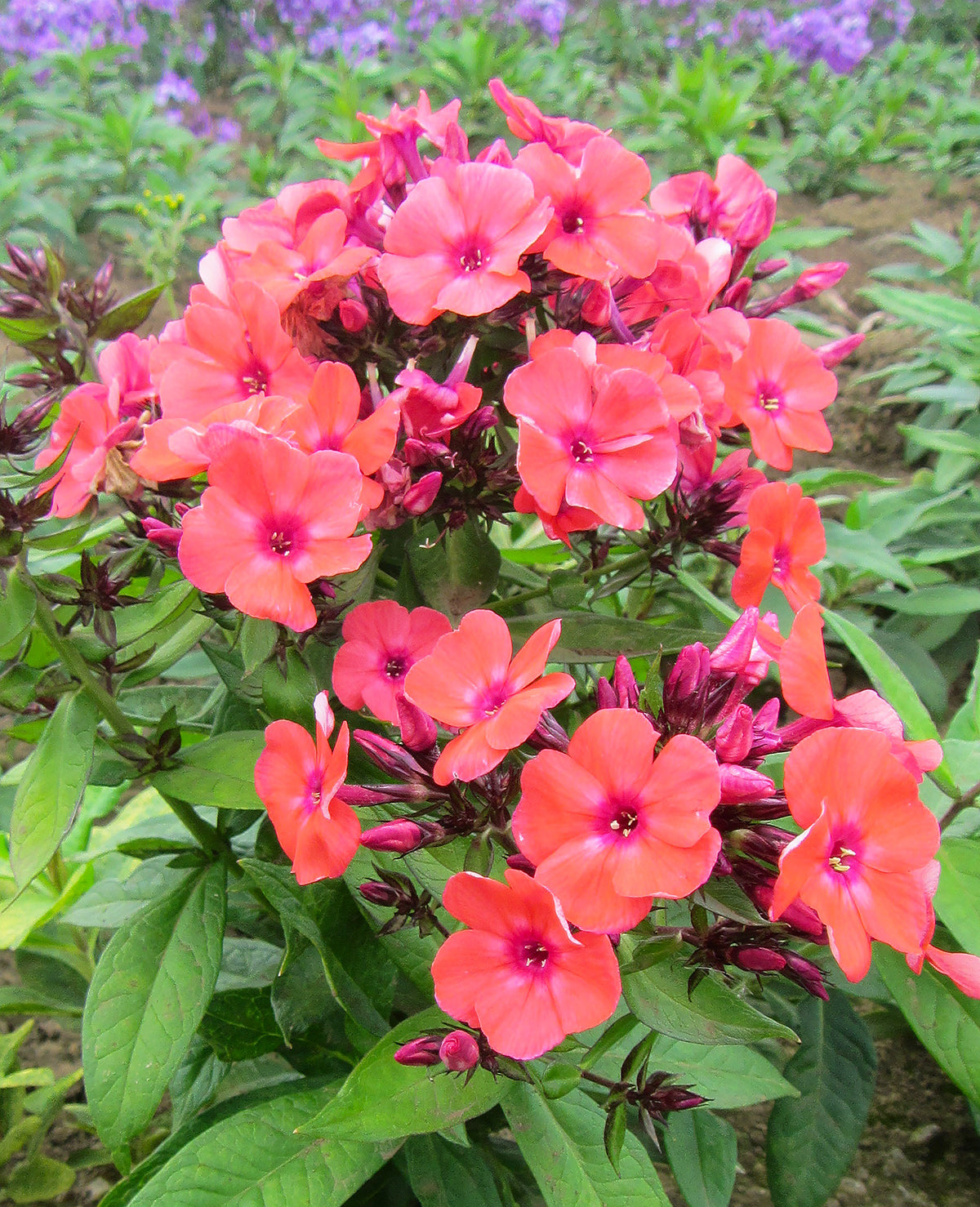 Orange Perfection Tall Summer Phlox - 3 root divisions