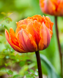 Orange Princess Double Late Tulip - 10 bulbs