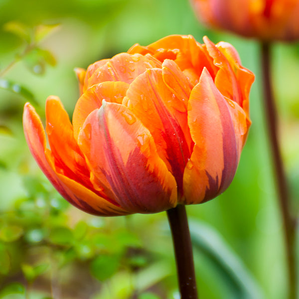 OrangePrincessDoubleLateTulip_