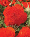 Orange Ruffled Begonia - 3 tubers
