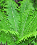 Ostrich Fern - 3 root divisions