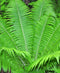 Ostrich Fern - 3 root divisions