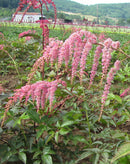 Ostrich Plume Astilbe - 3 root divisions