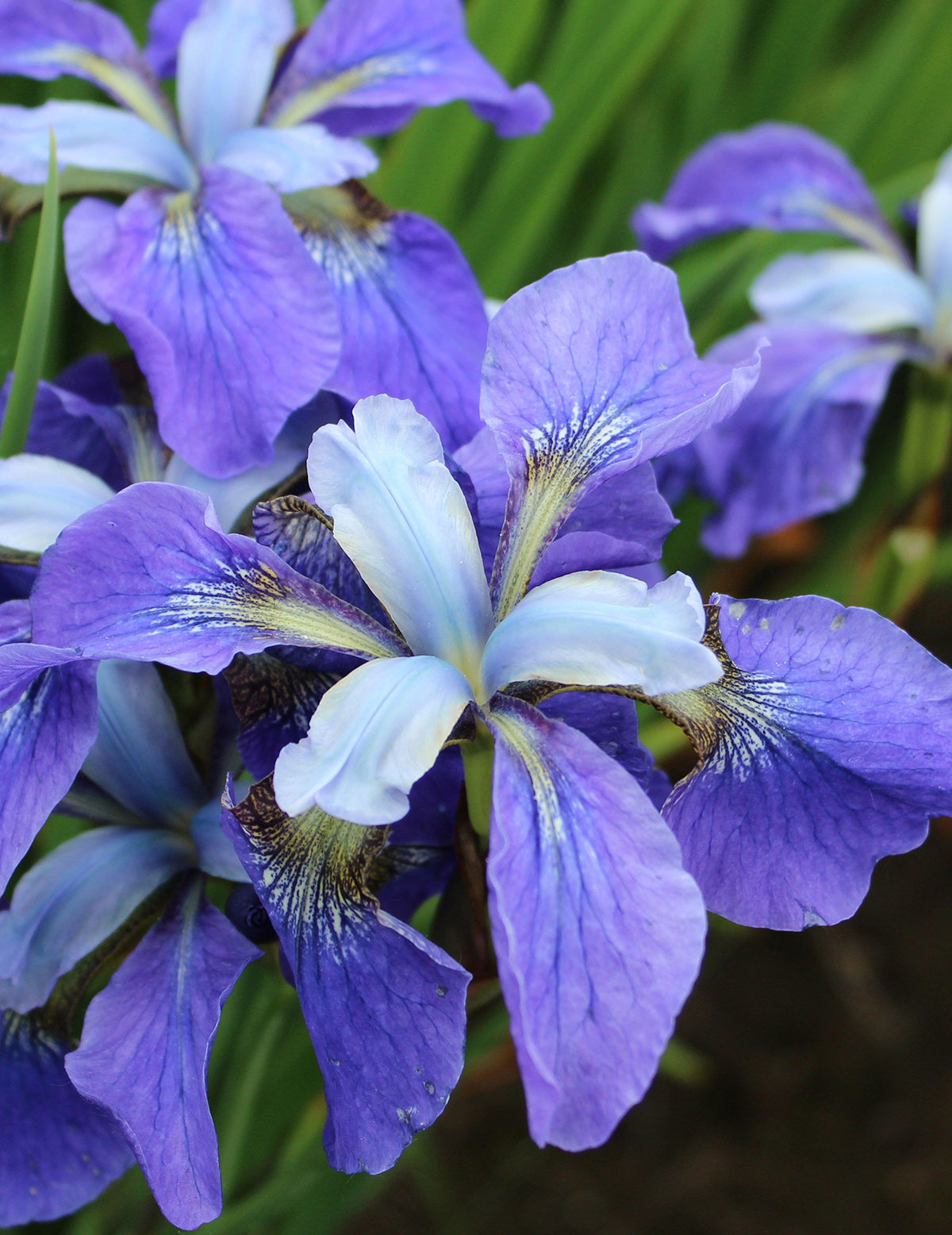 Painted Desert Siberian Iris - 3 root divisions