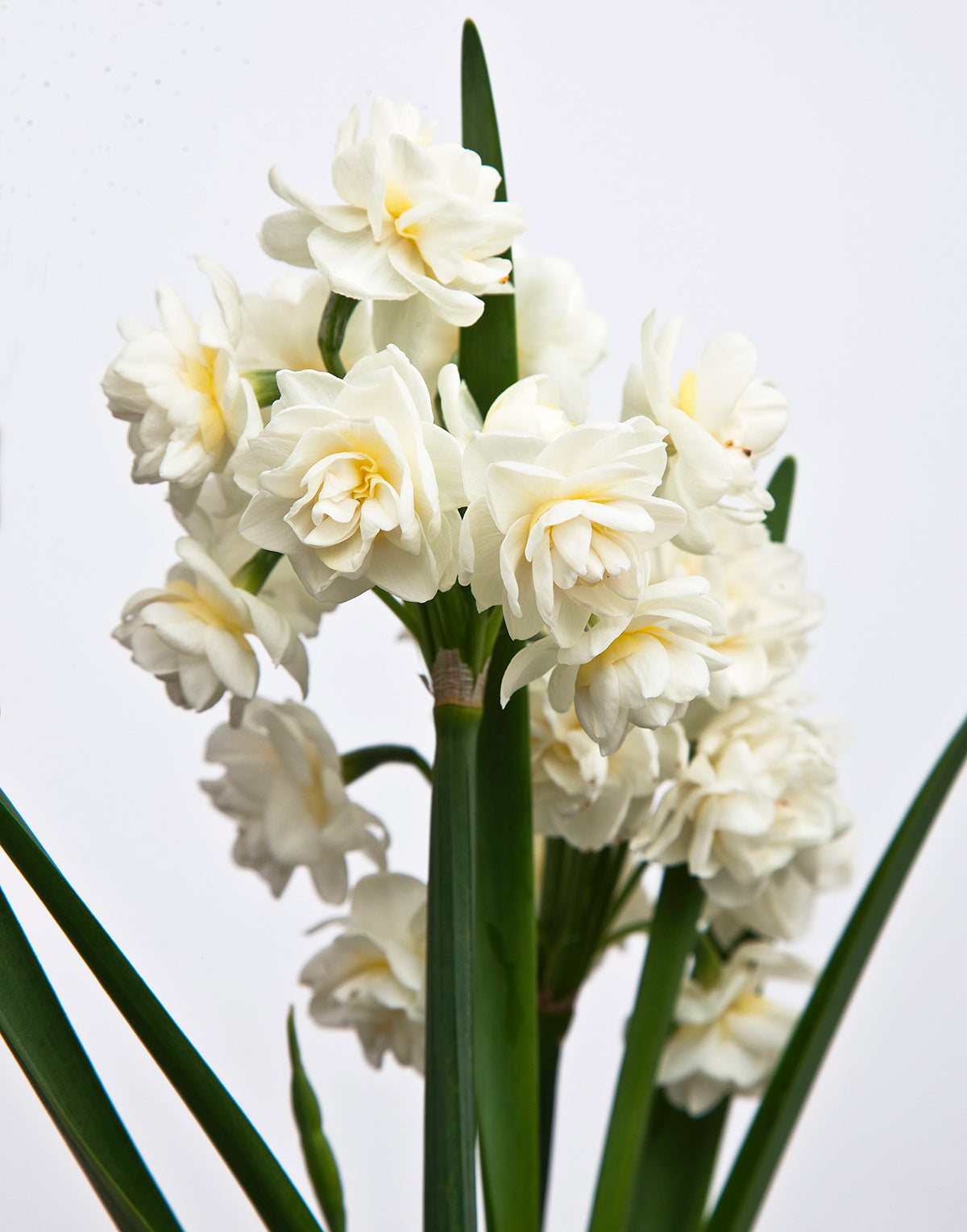 Erlicheer Paperwhites - 10 bulbs