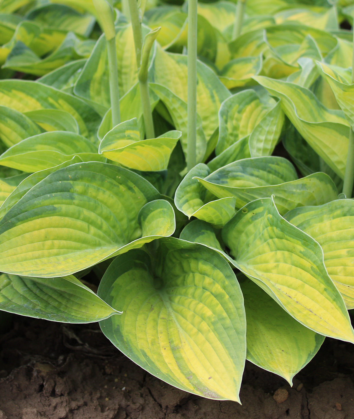 Paradigm Large Leaved Hosta - 3 root divisions