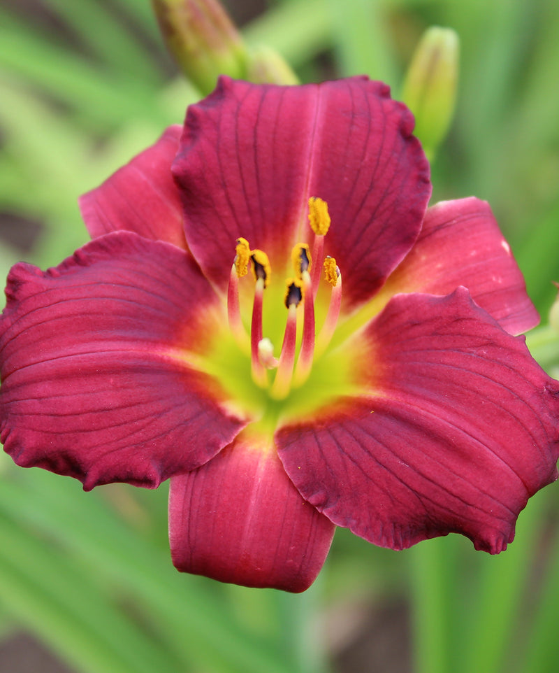 Pardon Me Daylily - 3 root divisions
