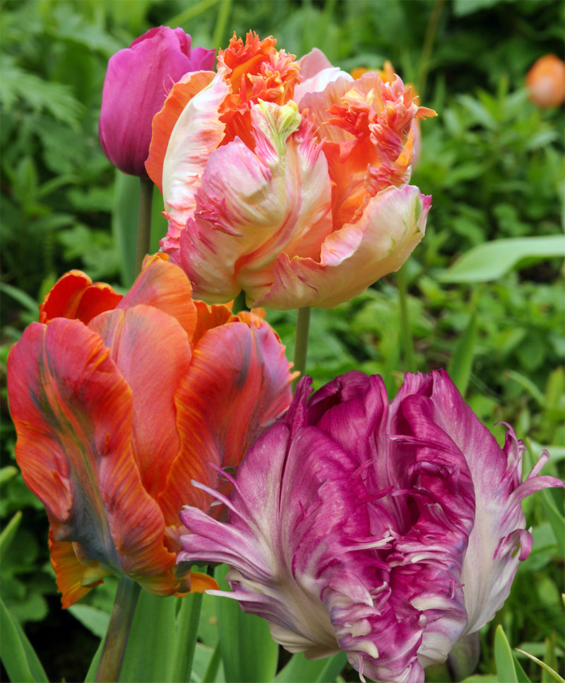 Mixed Parrot Tulips - 30 bulbs