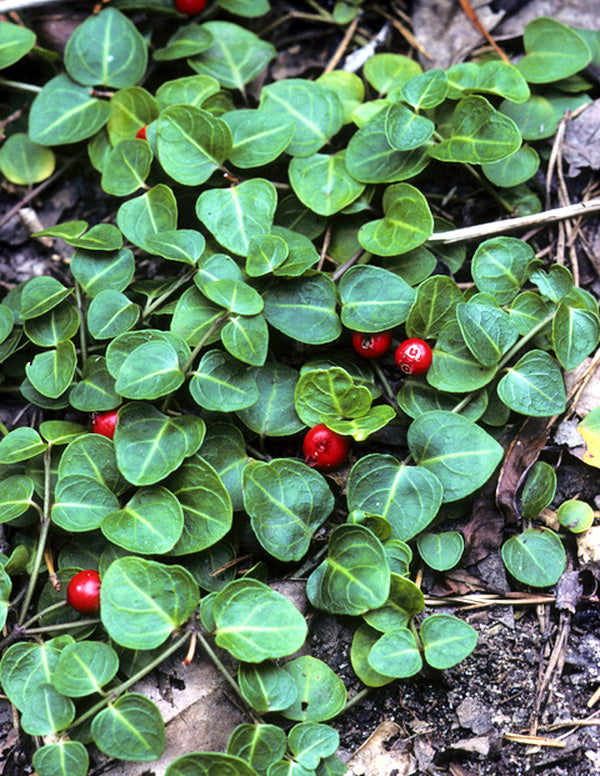 Partridge Berry - 5 Root Divisions