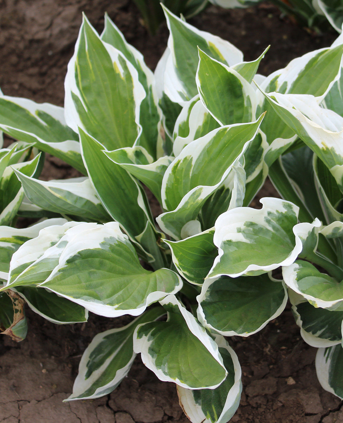 Patriot Hosta - 3 root divisions