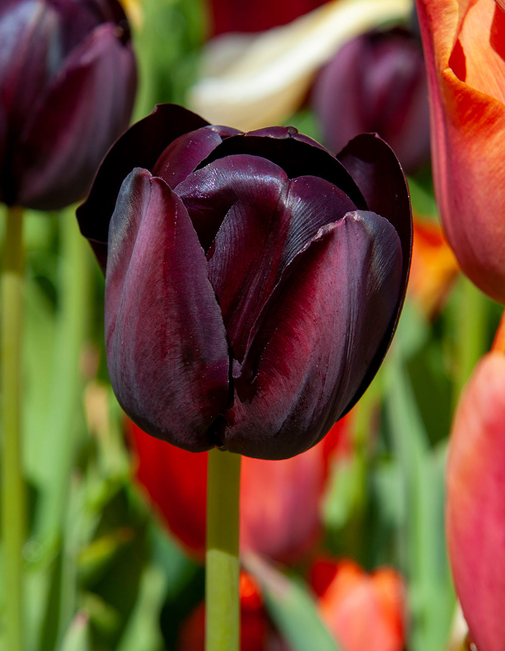 Paul Scherer Triumph Tulip - 10 bulbs