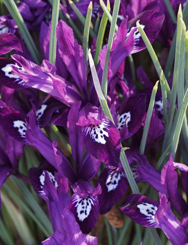 Pauline Dwarf Iris reticulata - 10 bulbs