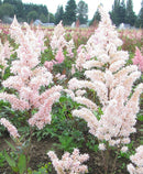 Peach Blossom Astilbe - 3 root divisions
