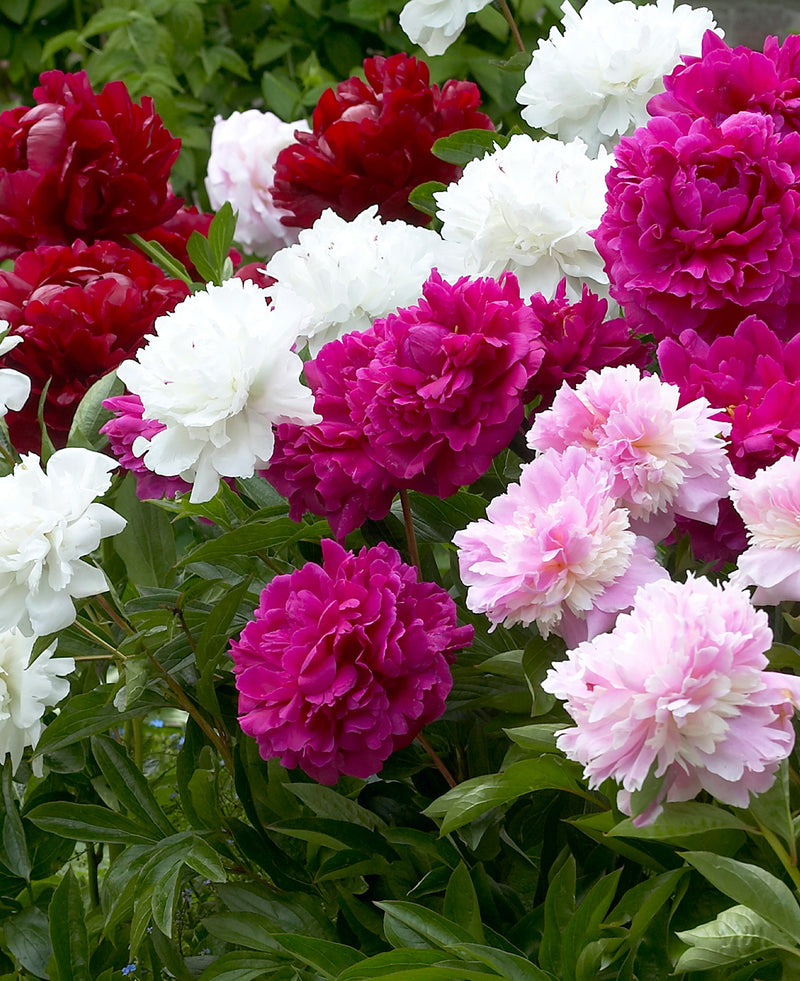 Mixed Peonies - 5 root divisions