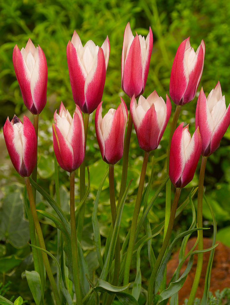 Peppermintstick Species Tulip - 10 bulbs