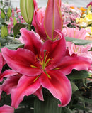 Peter Schenk Oriental Lily - 5 bulbs