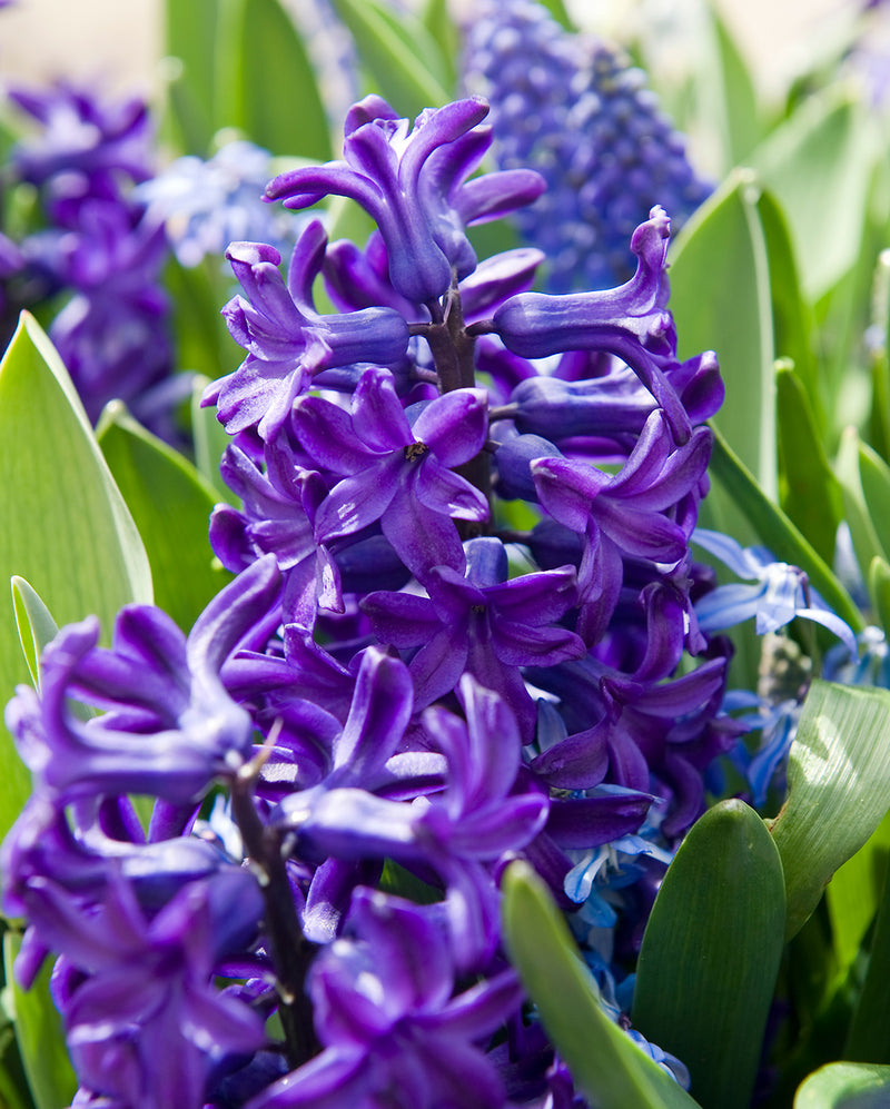 peter-stuyvesant-hyacinth-10-bulbs