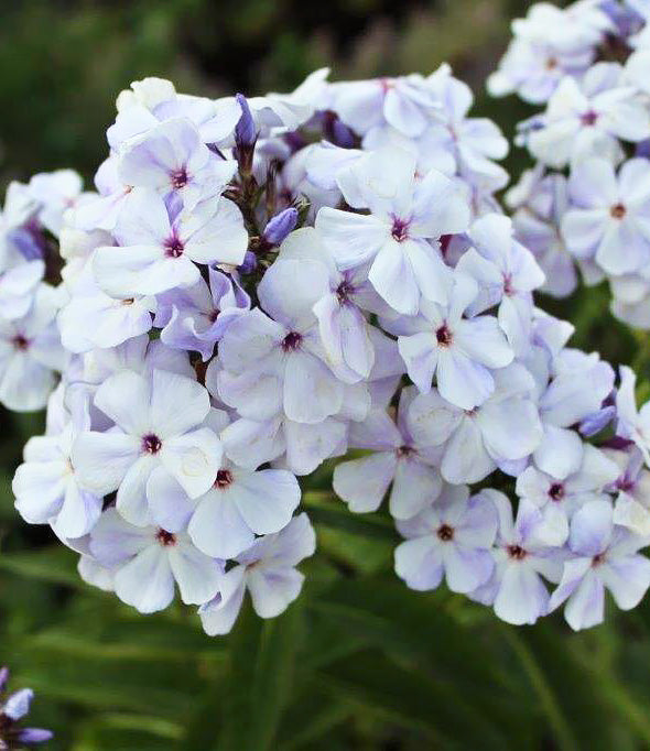 Blue Flame Compact Phlox - 3 root divisions