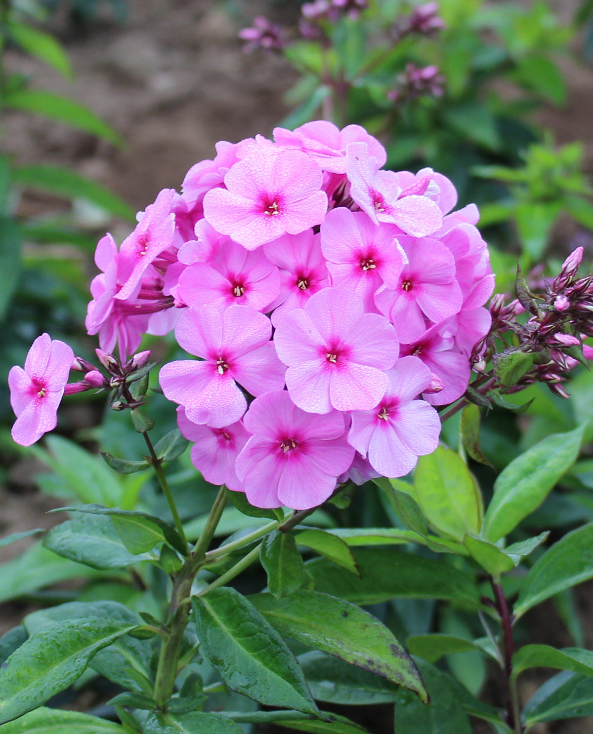 Pink Flame Summer Phlox - 3 root divisions