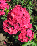 Red Flame Compact Phlox - 3 root divisons