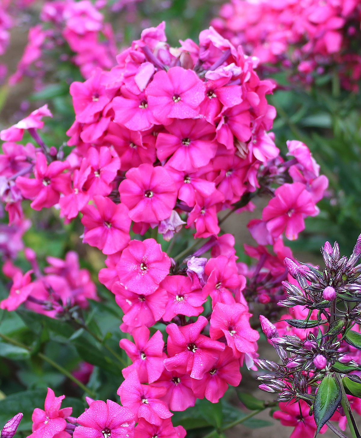 Red Riding Hood Tall Summer Phlox - 3 root divisions