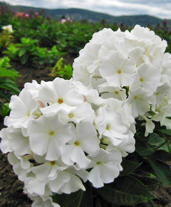 White Flame Compact Phlox - 3 root divisions