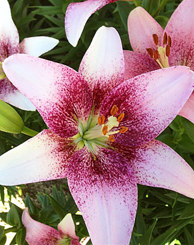 Pink Brush Longiflorum Asiatic Lily - 5 bulbs