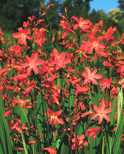 Pink Carmin Crocosmia - 5 bulbs