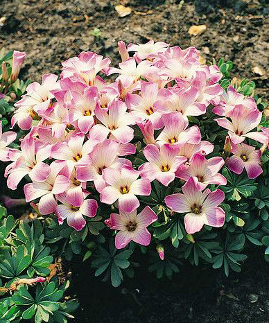 Pink Carpet Oxalis - 25 bulbs