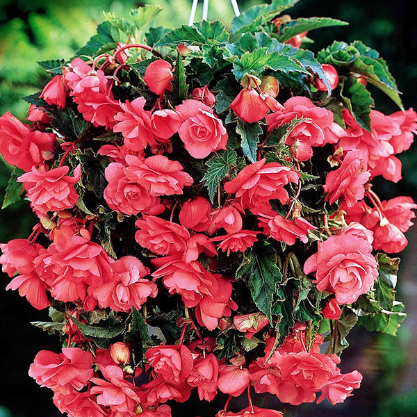 pink hanging plants Pink Hanging Basket Begonia