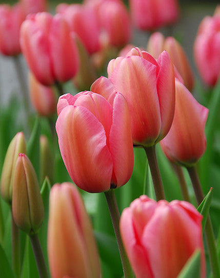 Pink Impression Darwin Hybrid Tulip - 10 bulbs