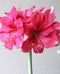 Pink Jumbo Amaryllis - 40+ cm bulb