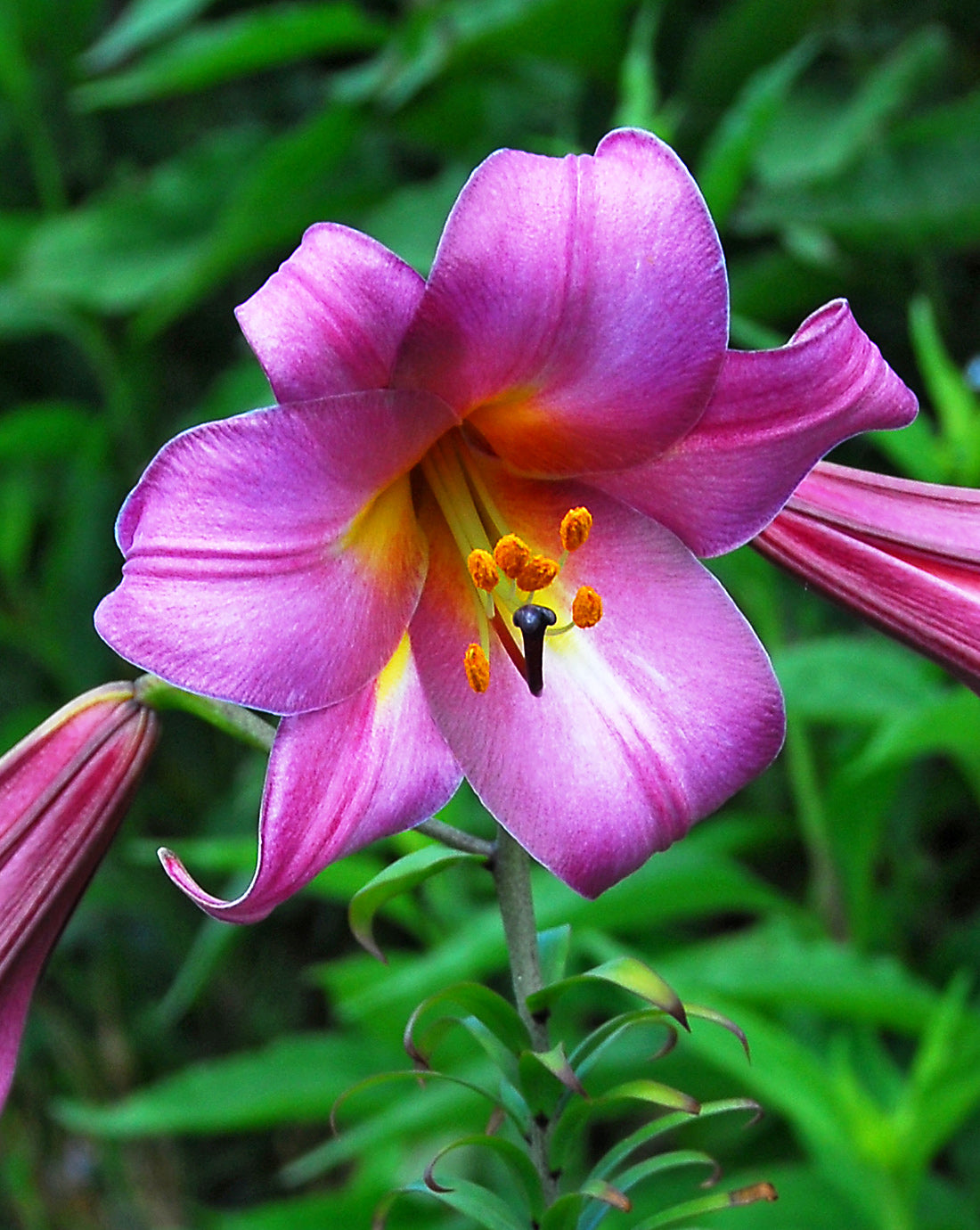 Pink Perfection Trumpet Lily - 5 bulbs