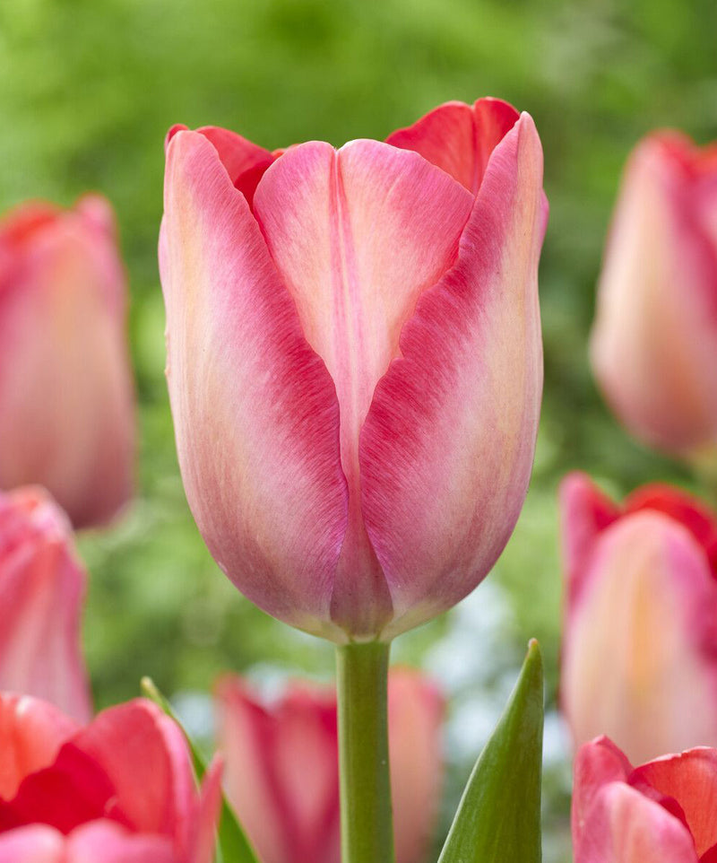 Pink Sound Darwin Hybrid Tulip - 10 bulbs