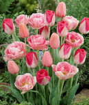 Pink Tulip Blend - 10 bulbs