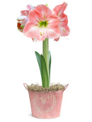 Pink Amaryllis in Pink Heart Tin