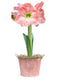 Pink Amaryllis in Pink Heart Tin