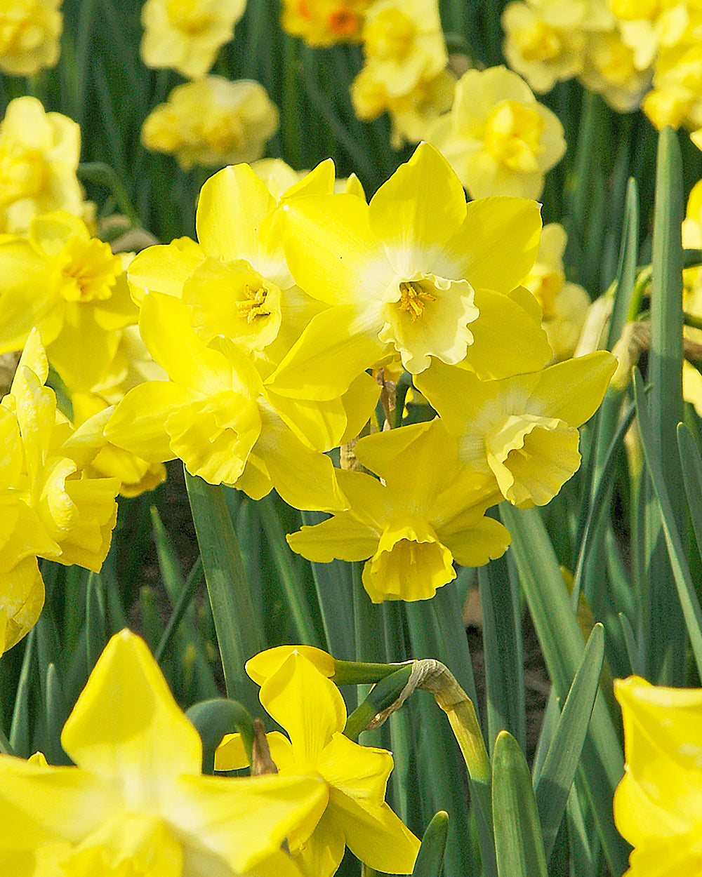 Pipit Jonquilla Daffodil - 10 bulbs