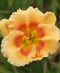 Playground Daylily - 3 root divisions