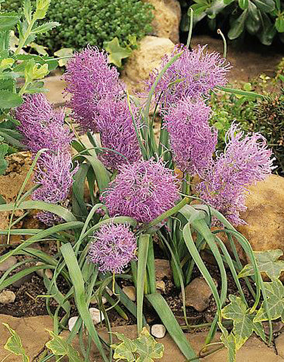 Plumosum Muscari comosum - 10 bulbs