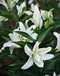 Polar Star Oriental Lily - 5 bulbs