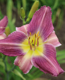 Prairie Blue Eyes Daylily - 3 root divisions