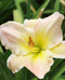 Pretty Woman Daylily - 3 root divisions