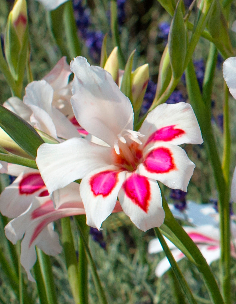 Prins Claus Hardy Gladiolus - 5 bulbs